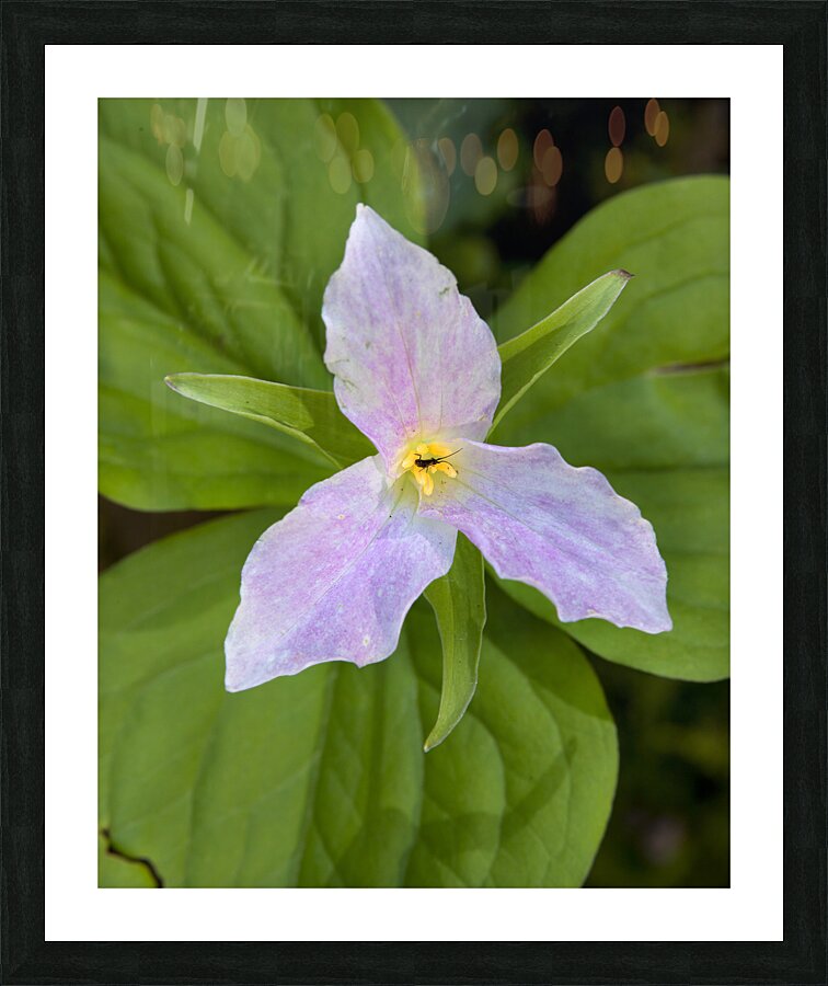FlowersPlants 111 Picture Frame print