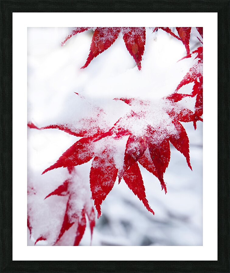 FlowersPlants 112 Picture Frame print