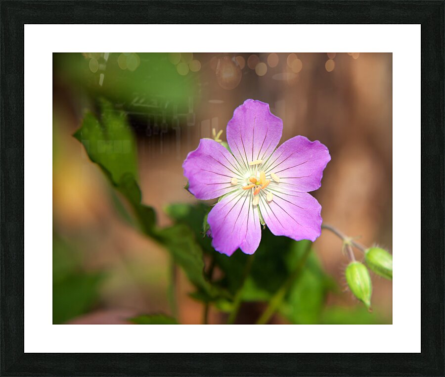 FlowersPlants 113 Picture Frame print