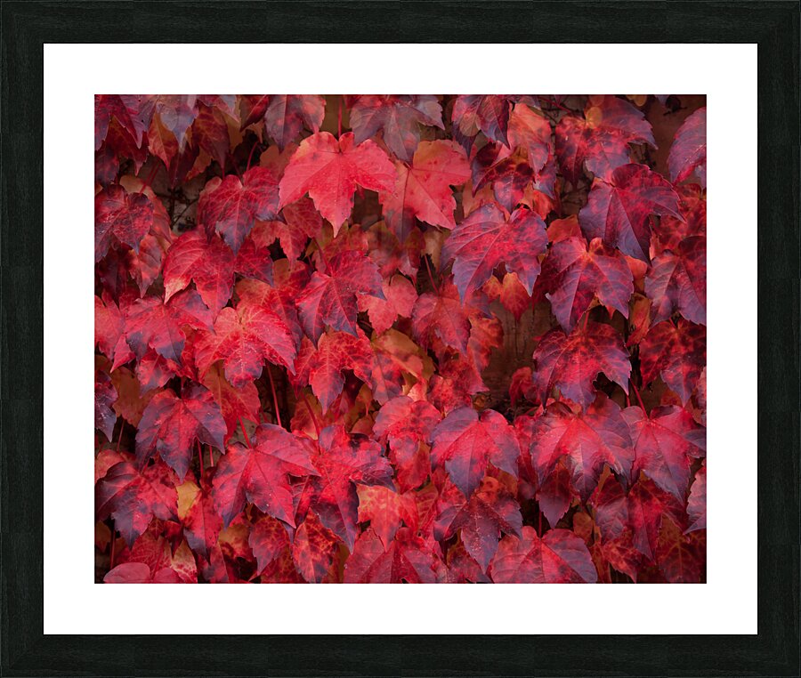 FlowersPlants 114 Picture Frame print