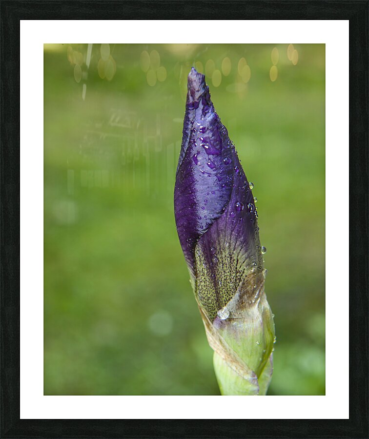 FlowersPlants 115 Picture Frame print