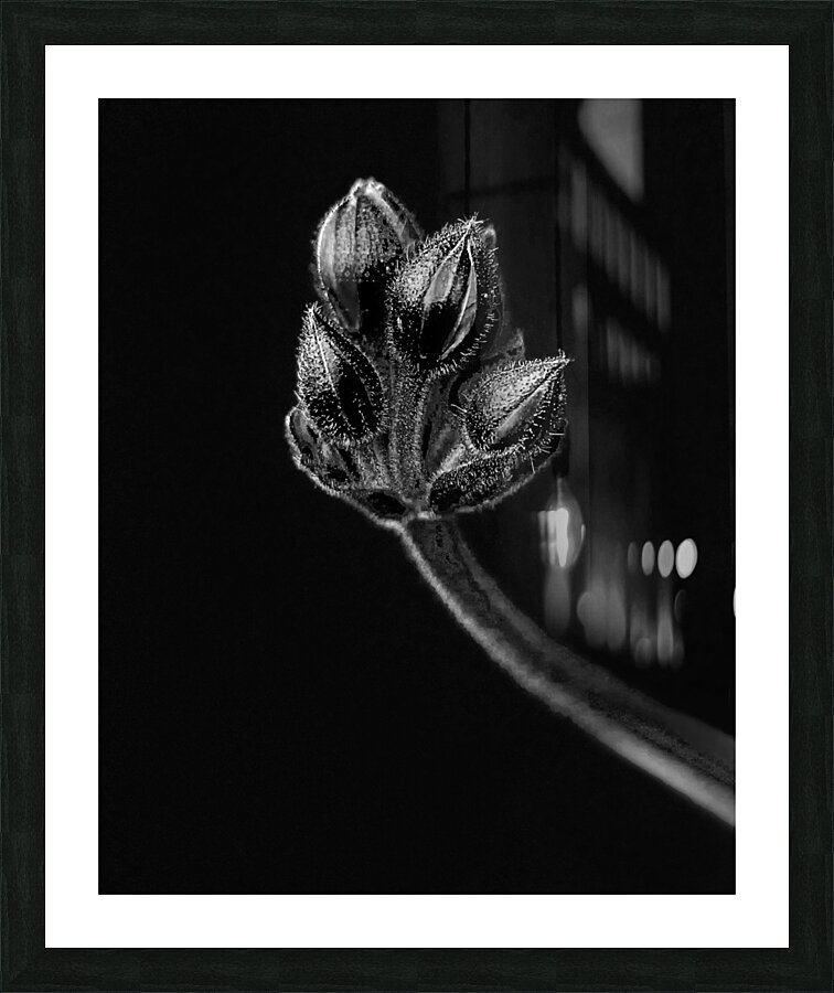 FlowersPlants 116 Picture Frame print