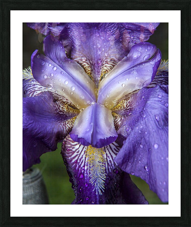 FlowersPlants 119 Picture Frame print