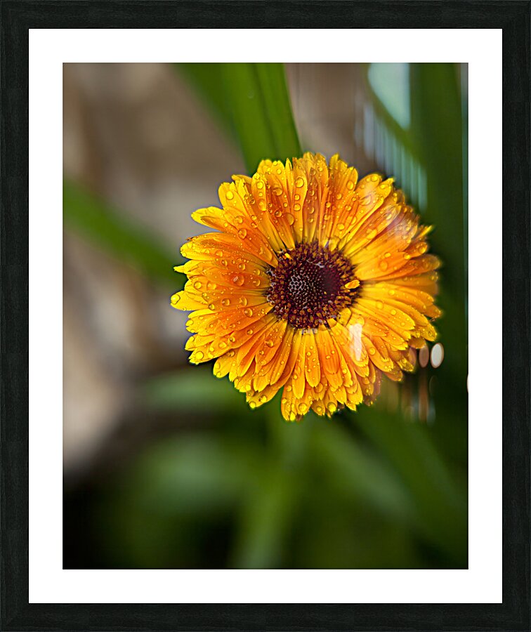 FlowersPlants129 Picture Frame print