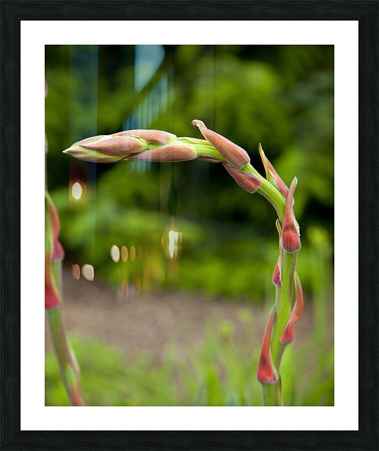FlowersPlants 130 Picture Frame print