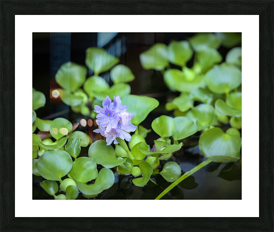 FlowersPlants 131 Picture Frame print
