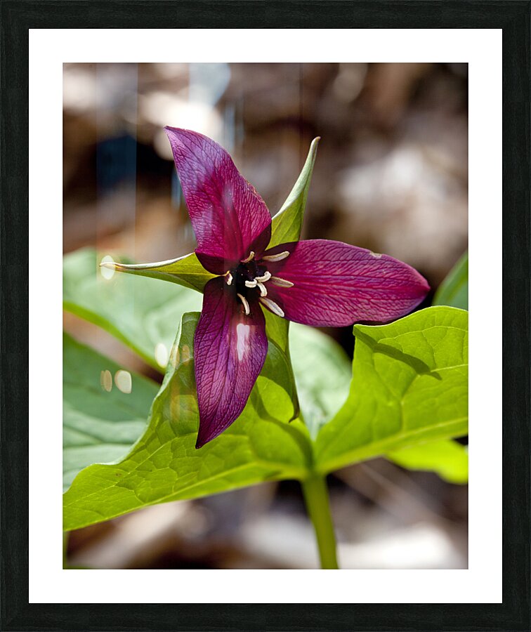 FlowersPlants 133 Picture Frame print