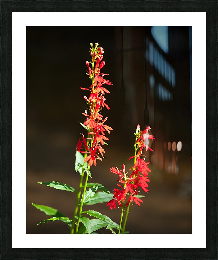 FlowersPlants 134 Picture Frame print