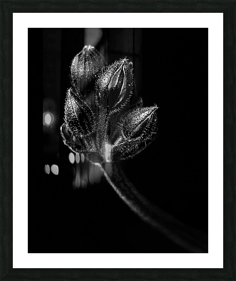 FlowersPlants 137 Picture Frame print