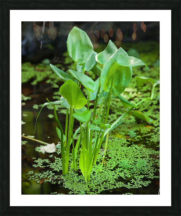 FlowersPlants 138 Picture Frame print