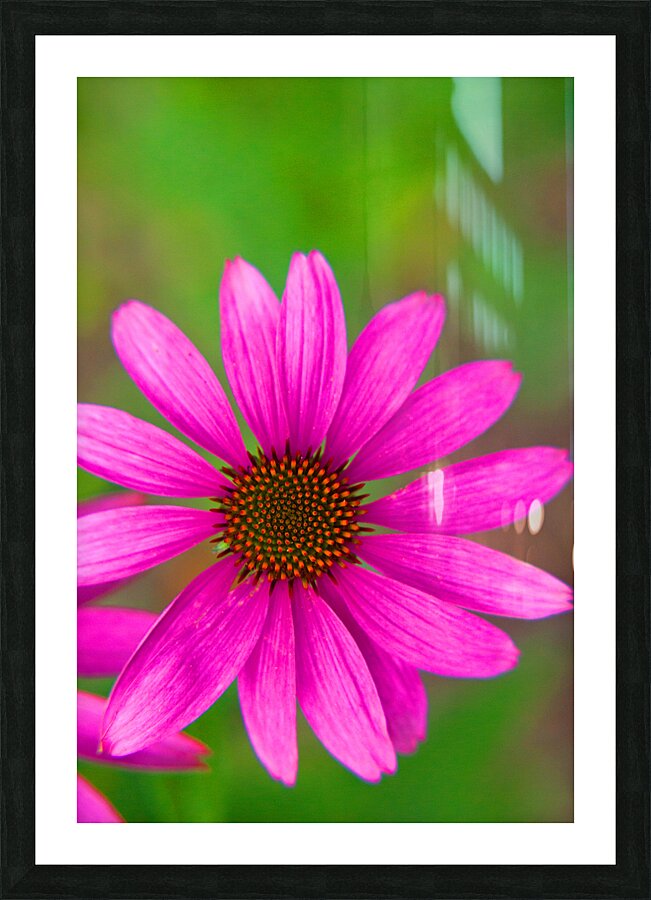 FlowersPlants 139 Picture Frame print