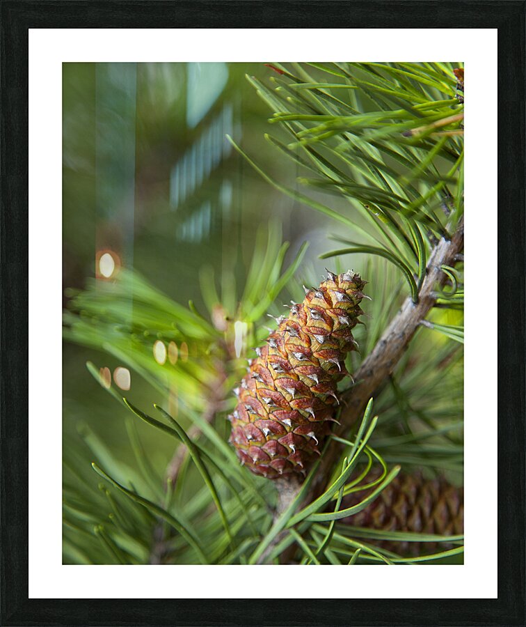 FlowersPlants 141 Picture Frame print