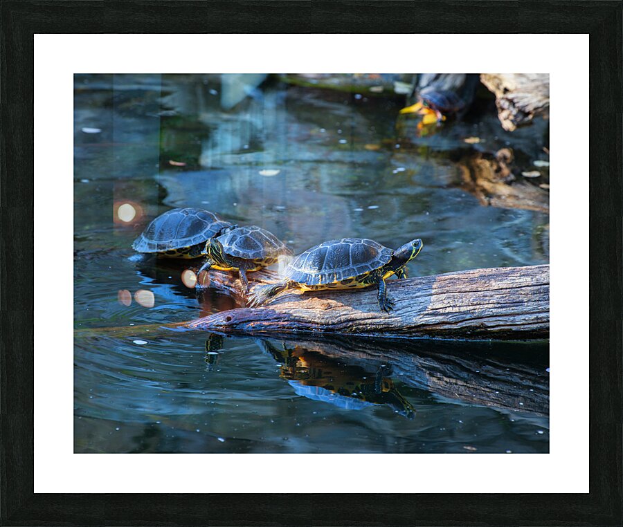 AnimalsInsects 21 Picture Frame print