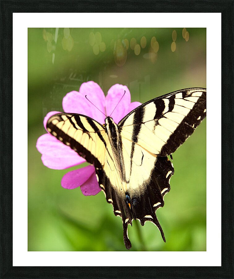 AnimalsInsects 22 Picture Frame print