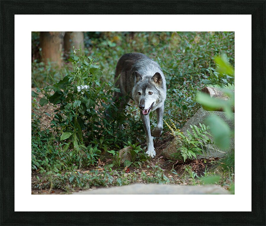 AnimalsInsects 23 Picture Frame print