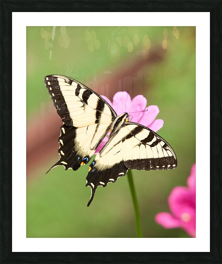 AnimalsInsects 24 Picture Frame print