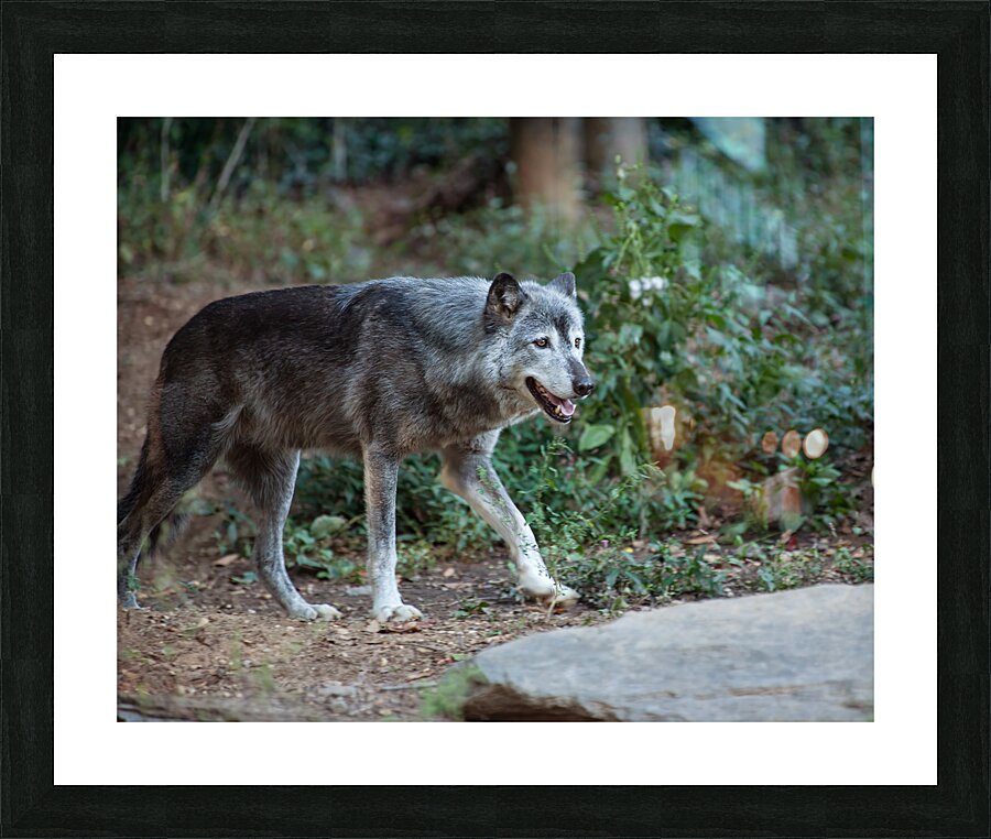 AnimalsInsects 25 Picture Frame print