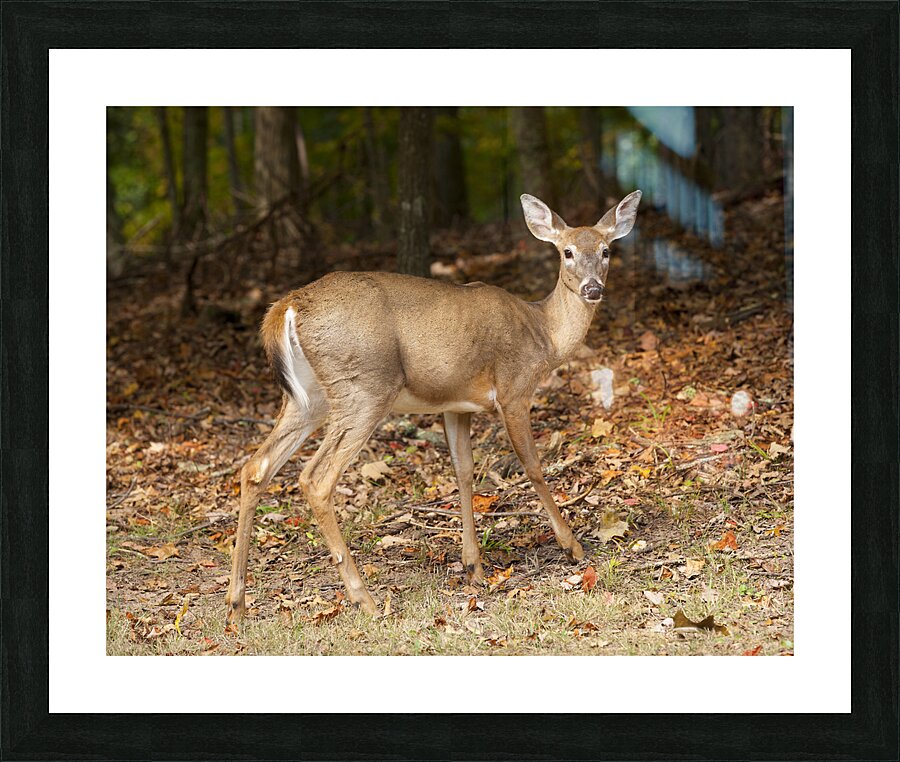 AnimalsInsects 26 Picture Frame print