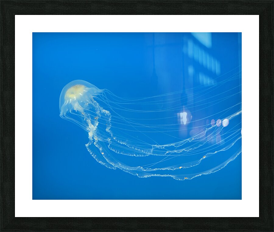 AnimalsInsects 27 Picture Frame print