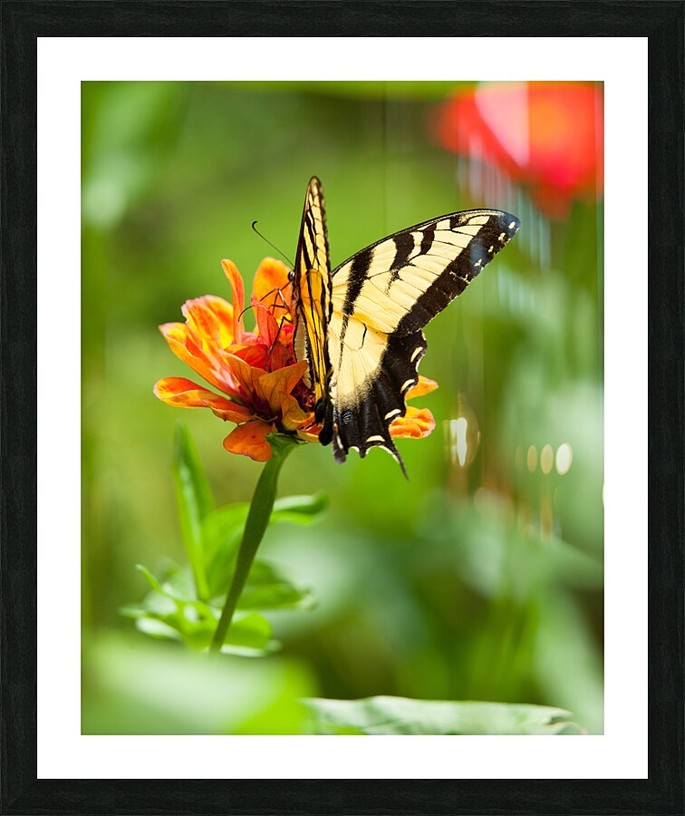 AnimalsInsects 28 Picture Frame print