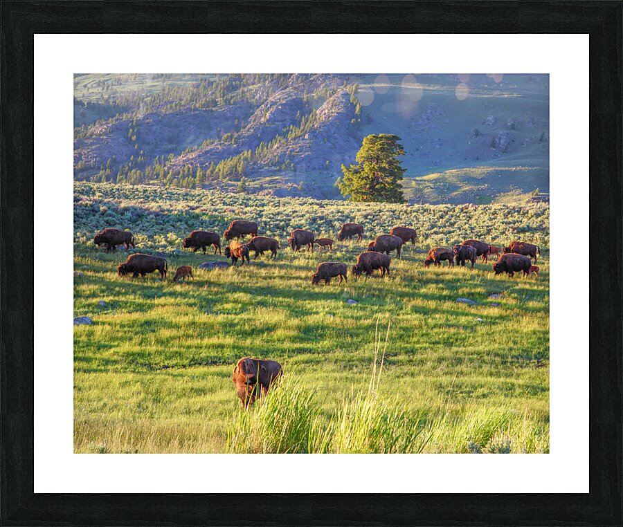 AnimalsInsects 29 Picture Frame print