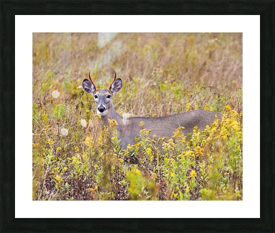 AnimalsInsects 30 Picture Frame print