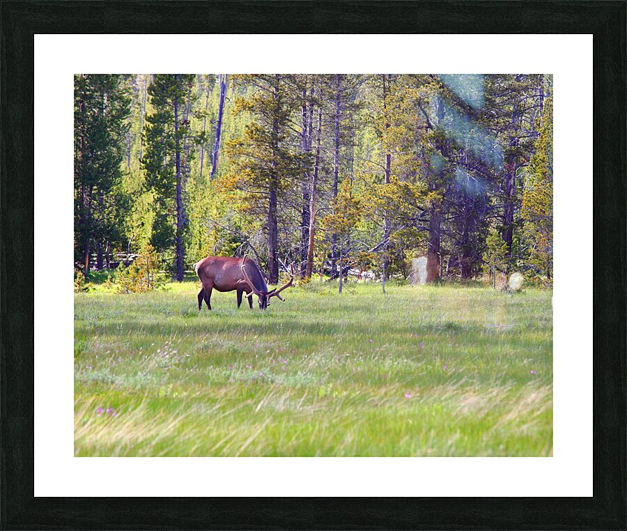 AnimalsInsects 32 Picture Frame print