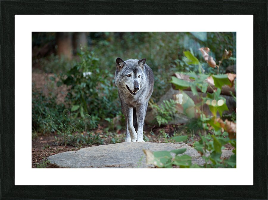 AnimalsInsects 33 Picture Frame print
