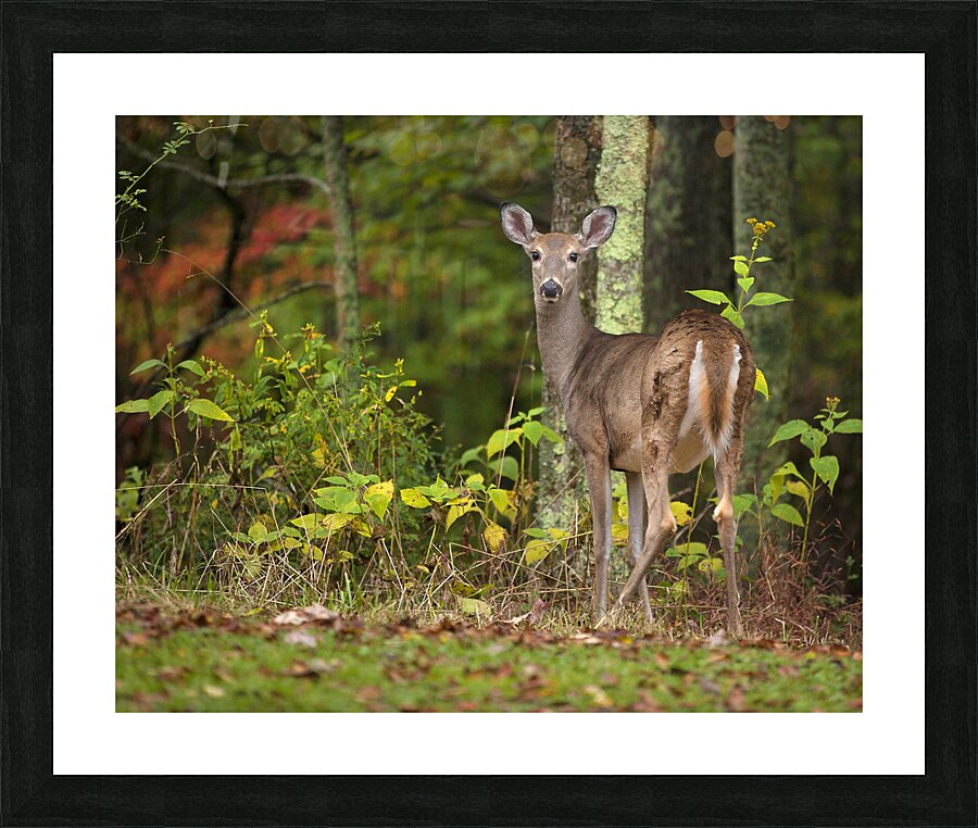 AnimalsInsects 34 Picture Frame print