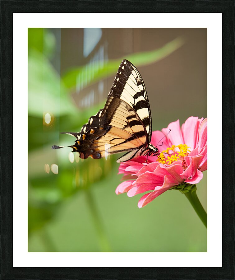 AnimalsInsects 35 Picture Frame print