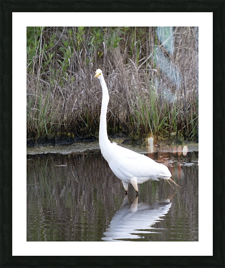 Birds 43 Picture Frame print