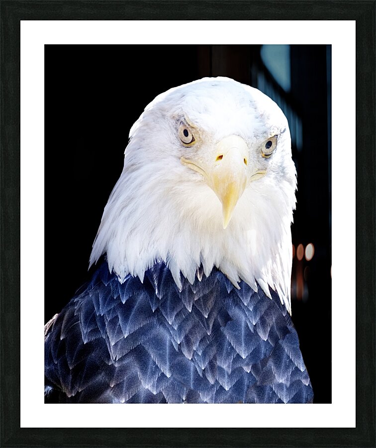 Birds 44 Picture Frame print