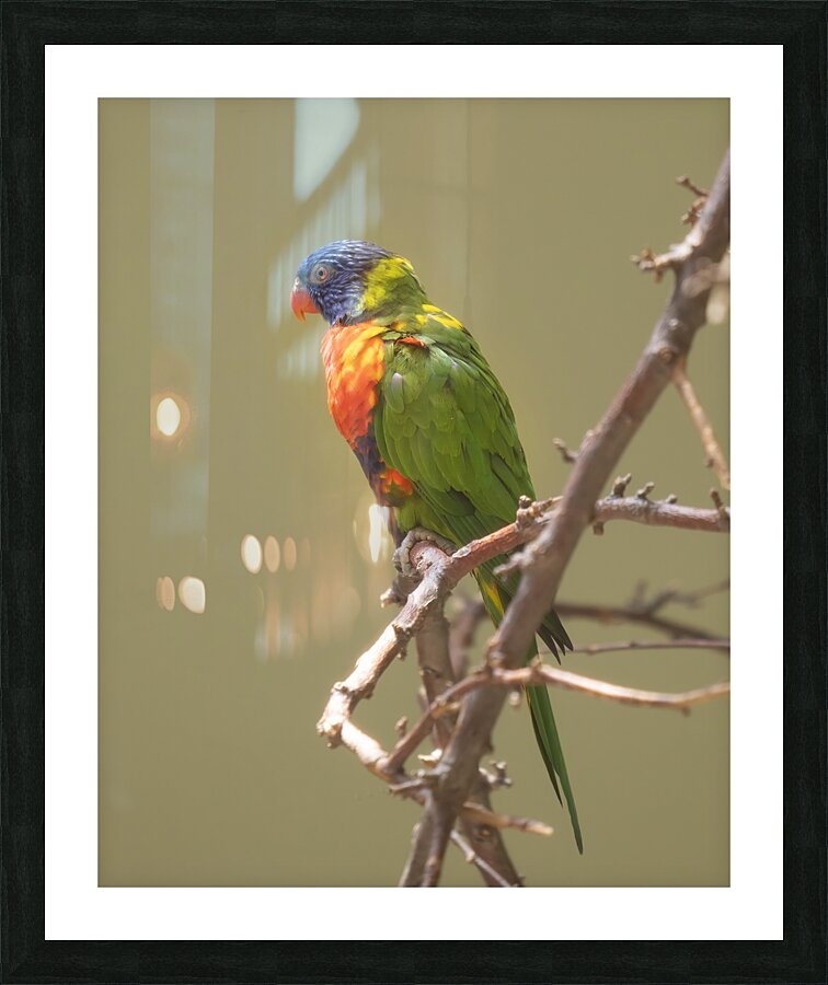 Birds 45 Picture Frame print