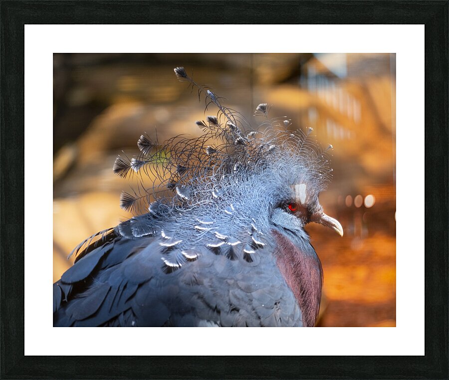 Birds 46 Picture Frame print