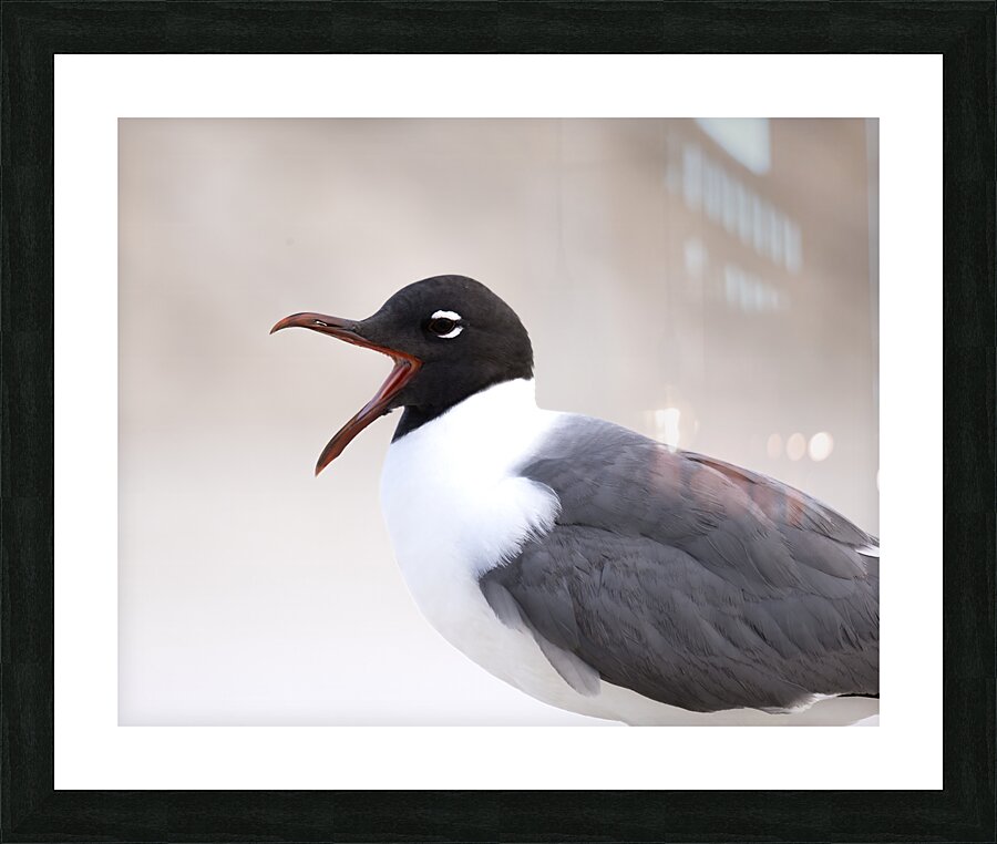 Birds 48 Picture Frame print