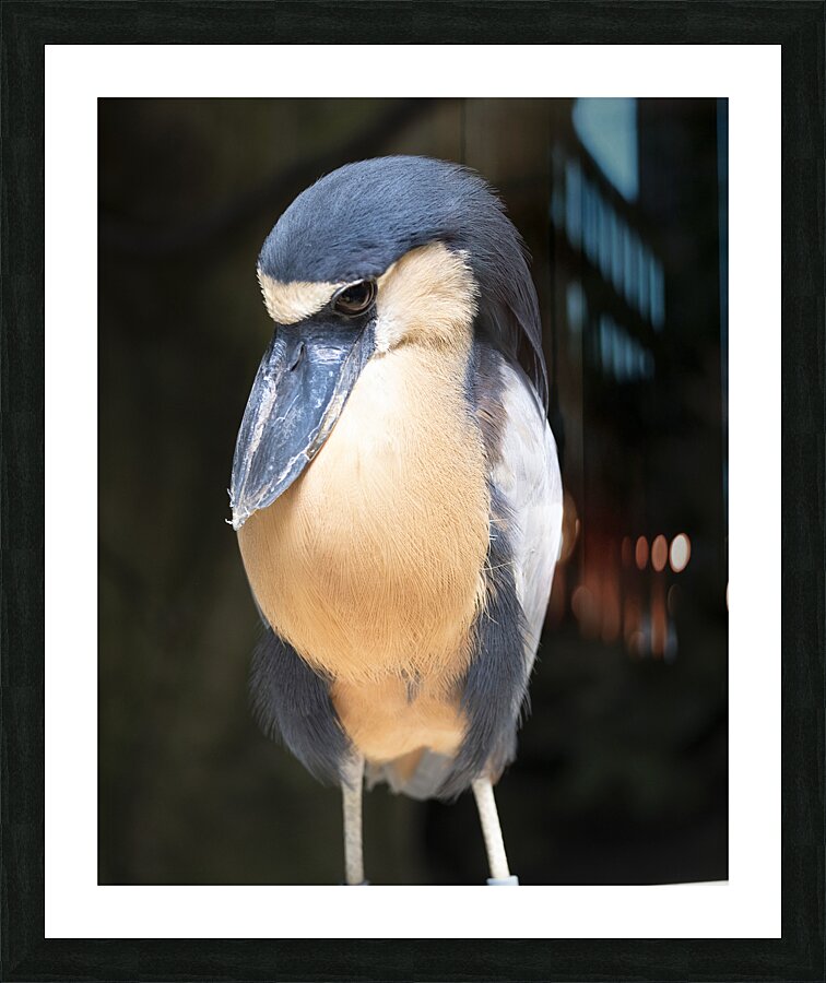 Birds 49 Picture Frame print