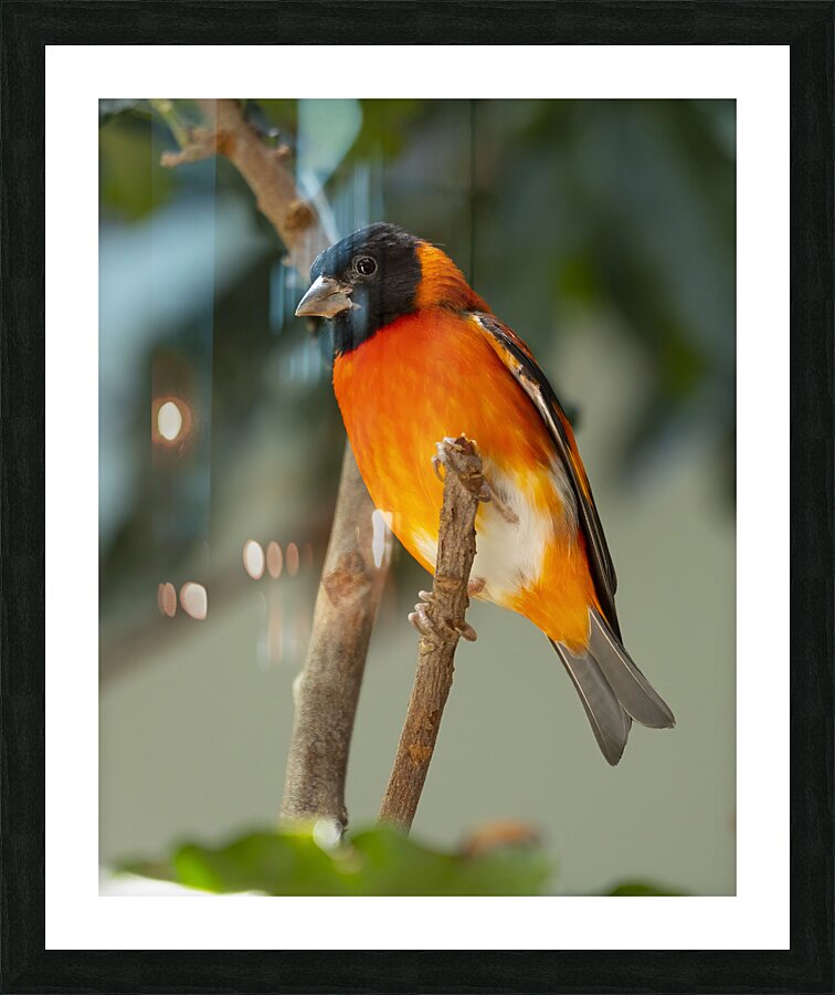 Birds 50 Picture Frame print