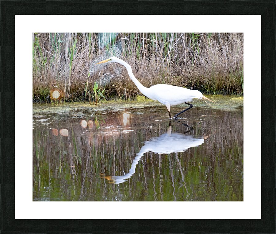 Birds 51 Picture Frame print