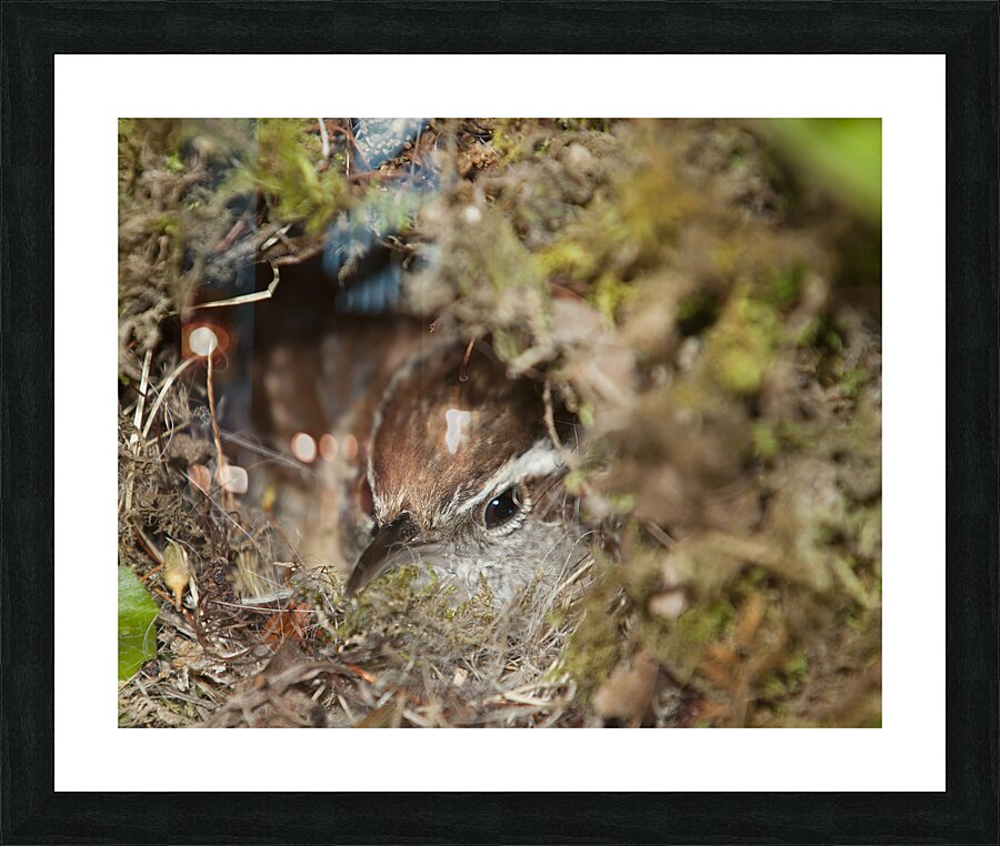 Birds 52 Picture Frame print