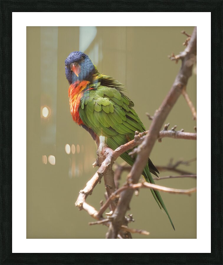 Birds 53 Picture Frame print