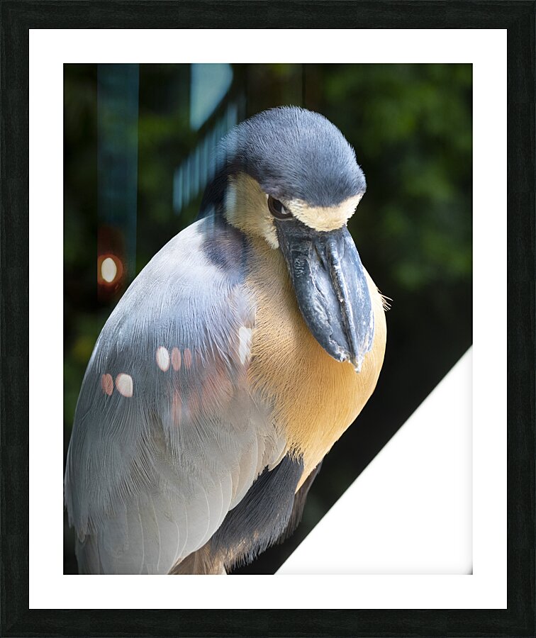 Birds 54 Picture Frame print
