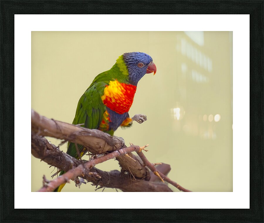 Birds 55 Picture Frame print