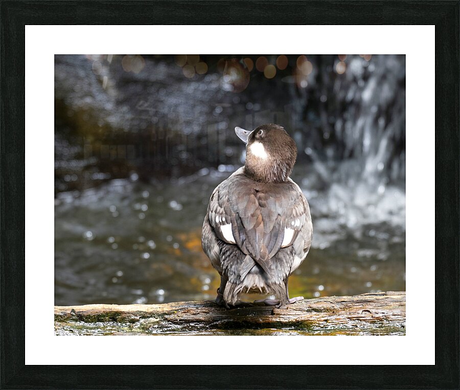 Birds 56 Picture Frame print