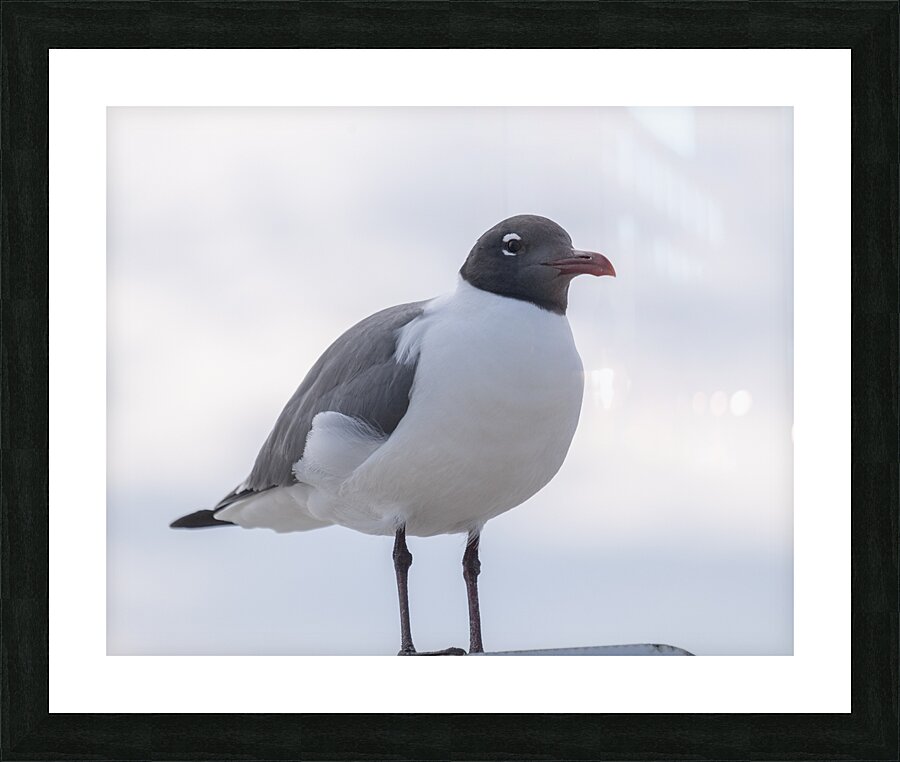 Birds 57 Picture Frame print