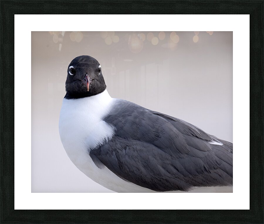 Birds 58 Picture Frame print