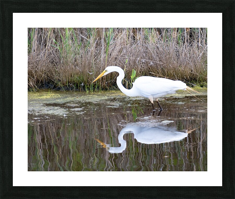 Birds 59 Picture Frame print