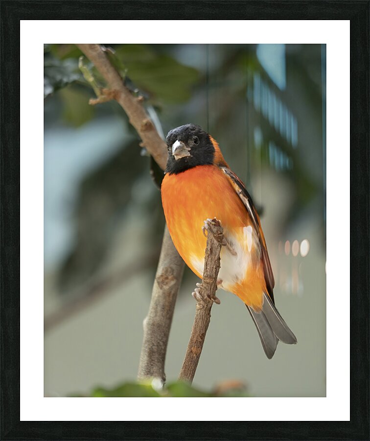 Birds 60 Picture Frame print