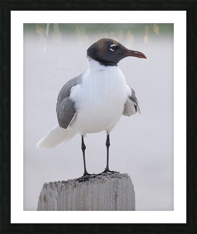 Birds 61 Picture Frame print