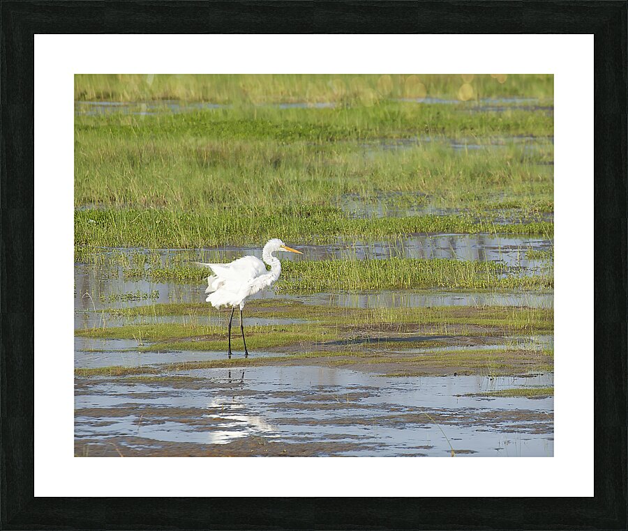 Birds 62 Picture Frame print