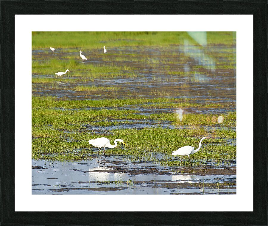 Birds 63 Picture Frame print